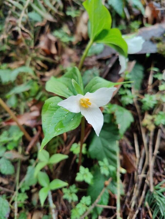 Trillium ovato 10