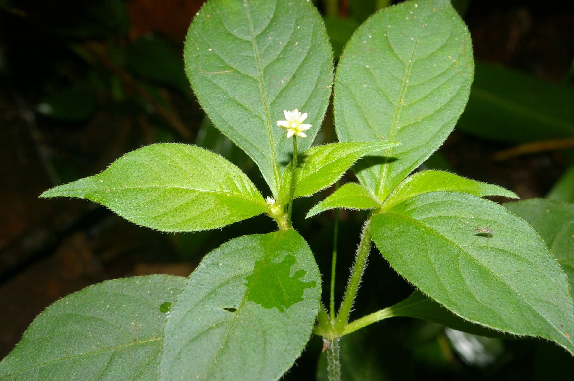 Alternanthera