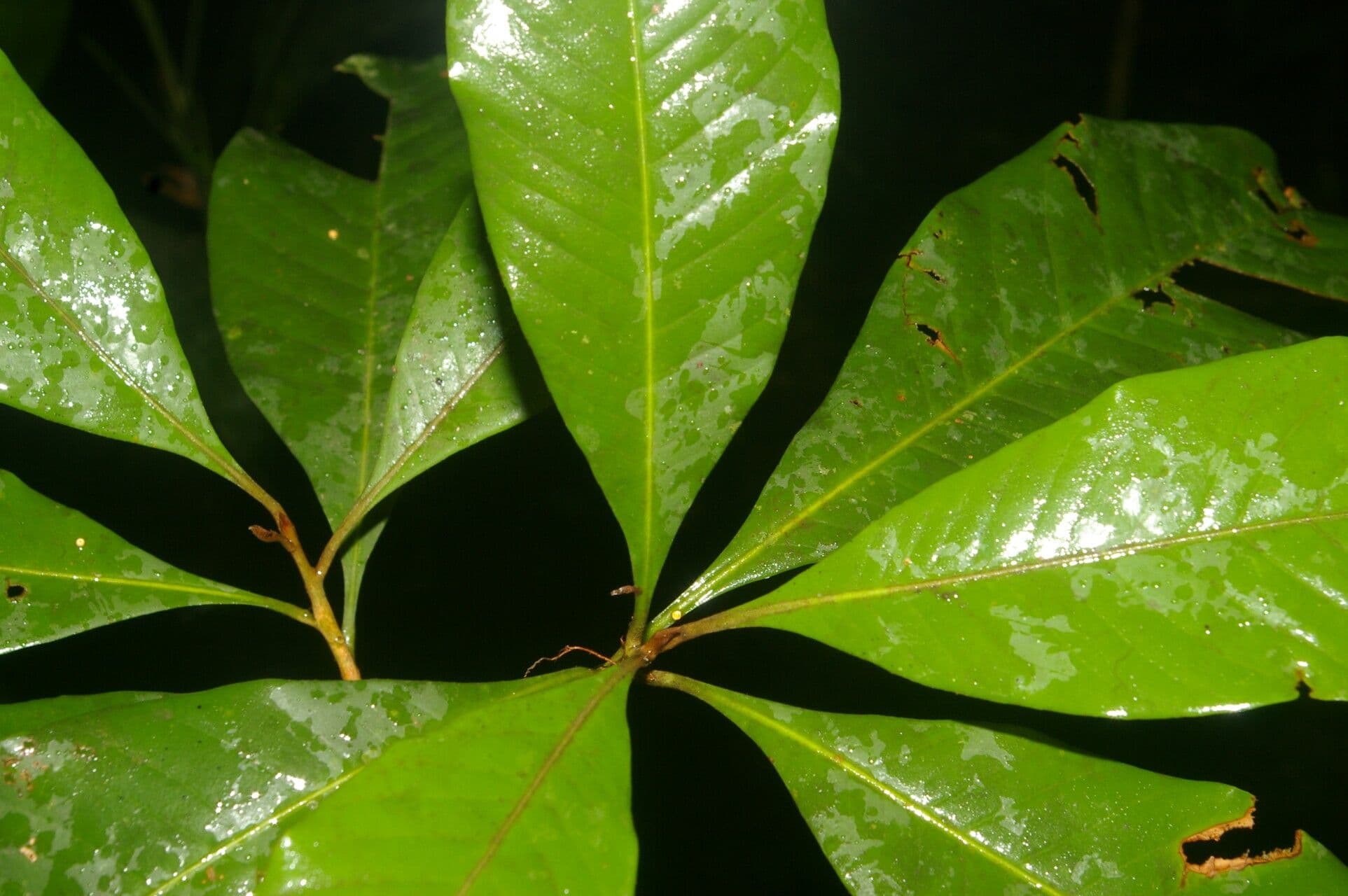 Pouteria 9