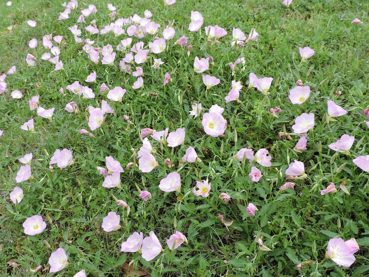 Enotera rosa 13