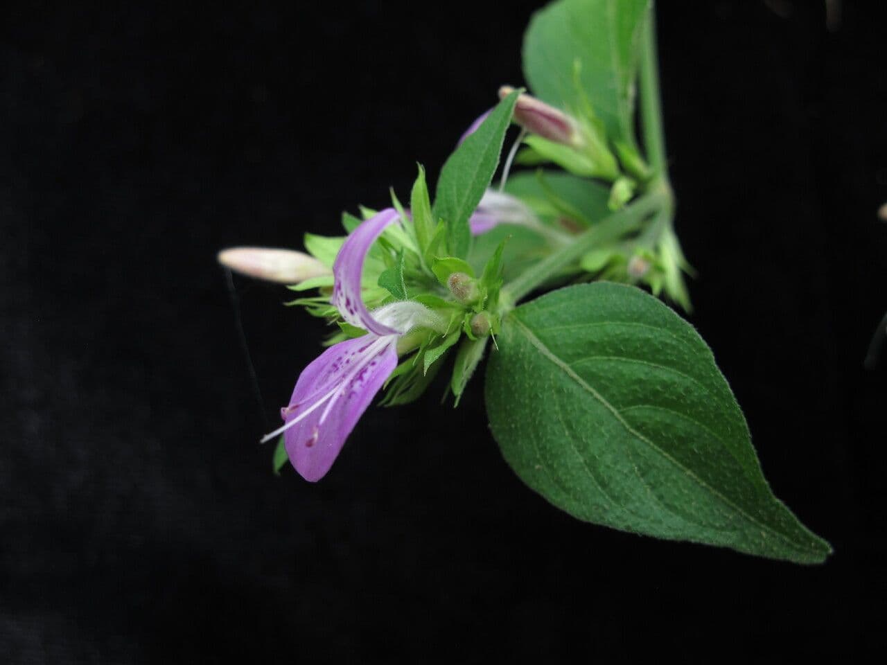 Dicliptera 2