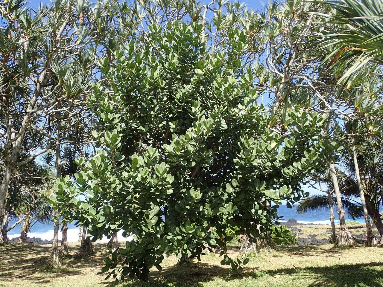 Madagaskar-Olive 11