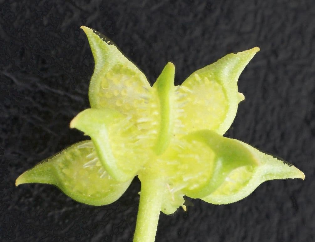 Ranunculus parviflorus 2