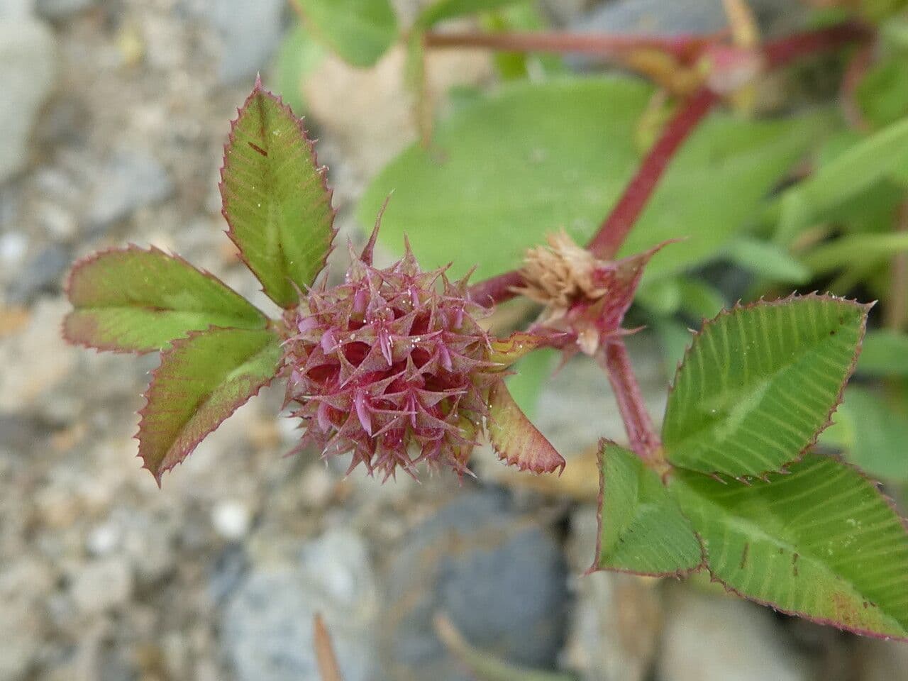 Trifoglio agglomerato 5