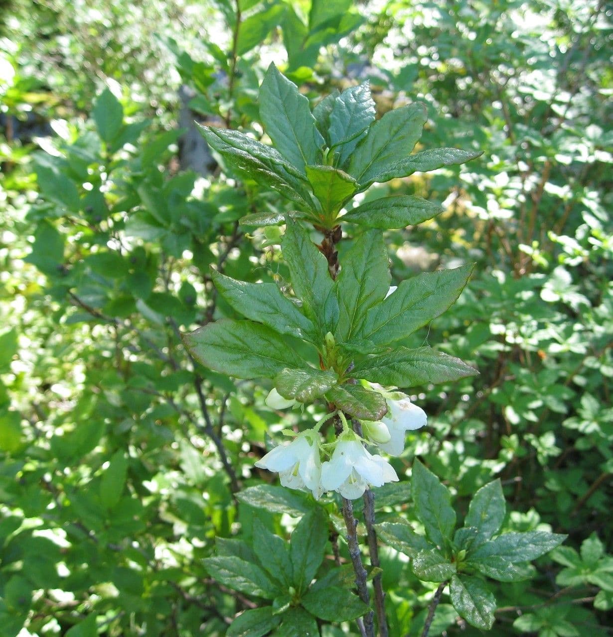 Rododendro albiflorum 13
