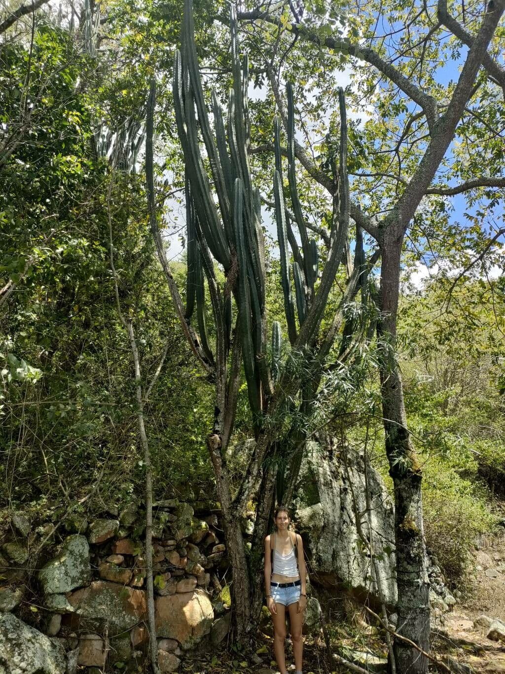 Cactus candelabro 4