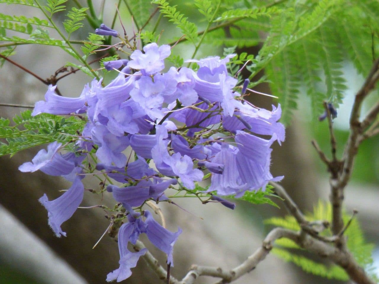 Jacaranda 8