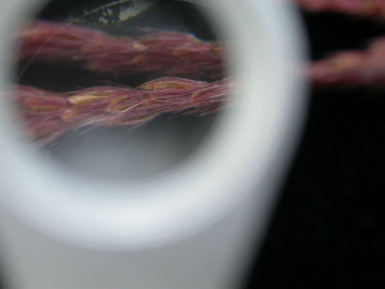 Zuckerrohr 5
