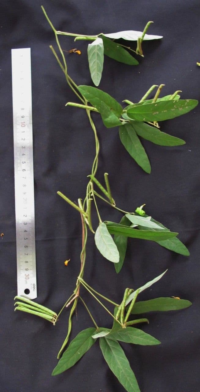 Teramnus uncinatus 19