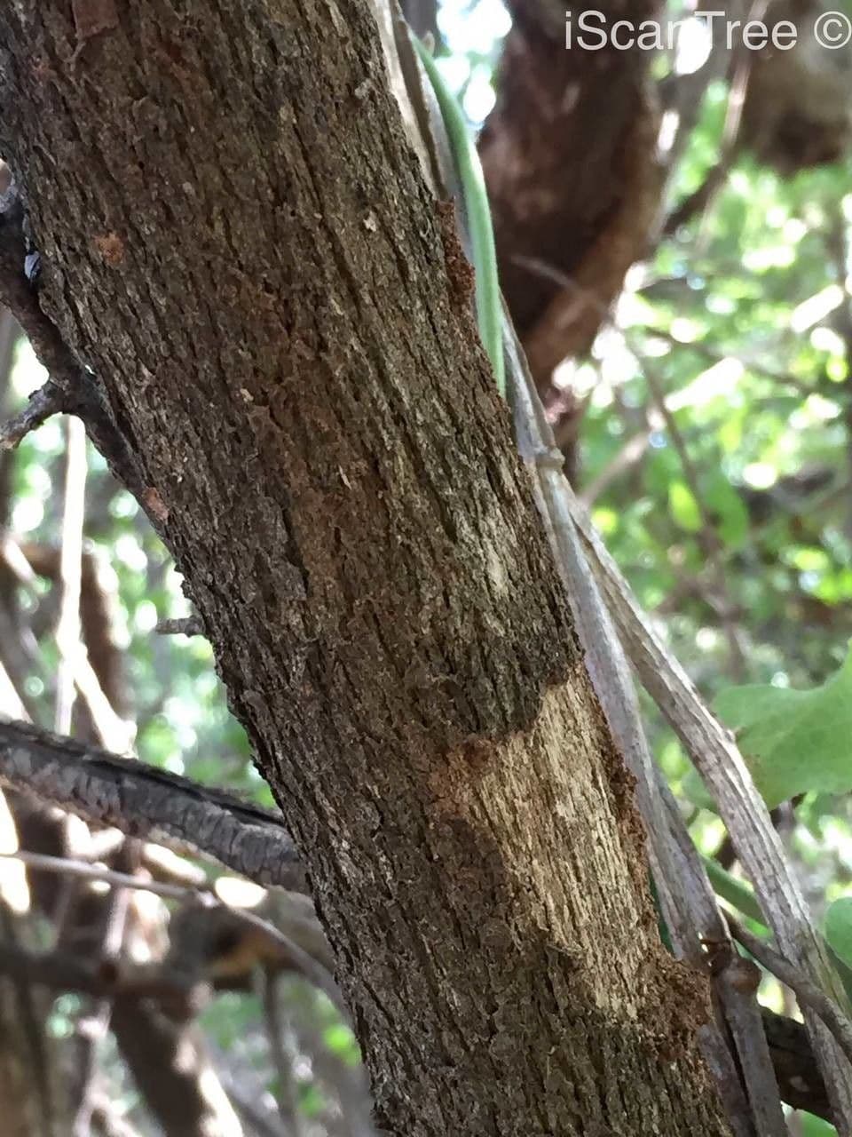 Gymnosporia 20