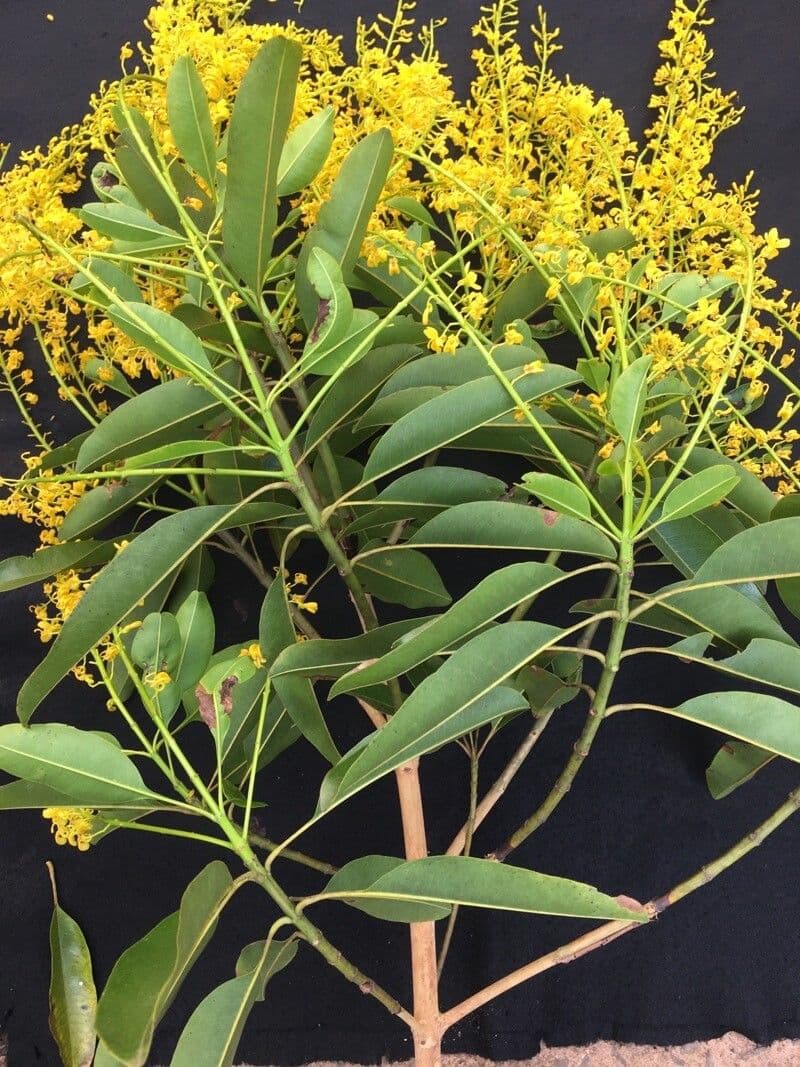 Vochysia 3