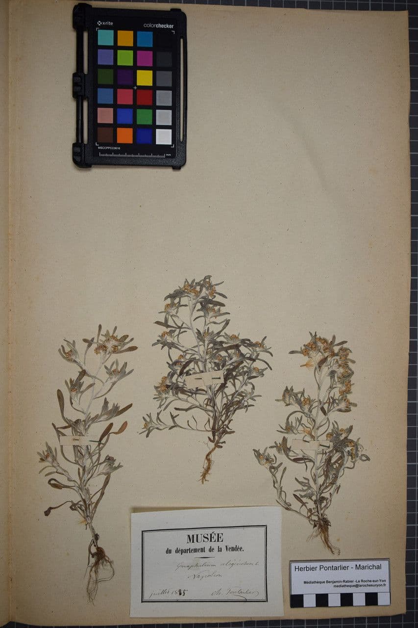Gnaphalium 26