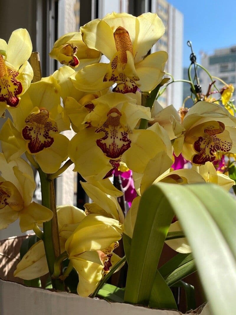Cymbidium 8