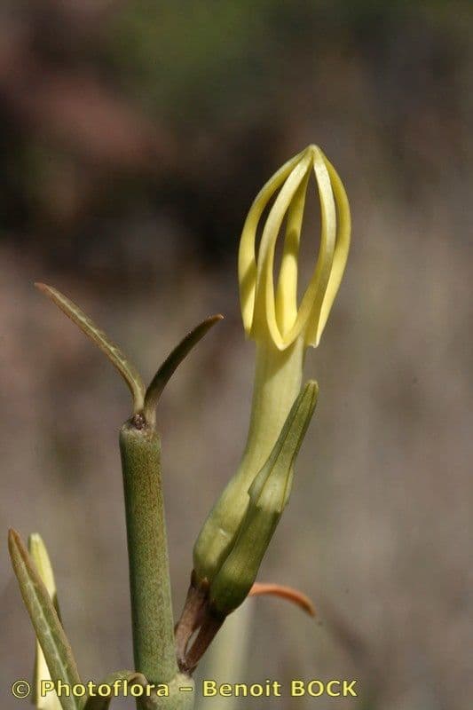 Kandelaber-Blume 7