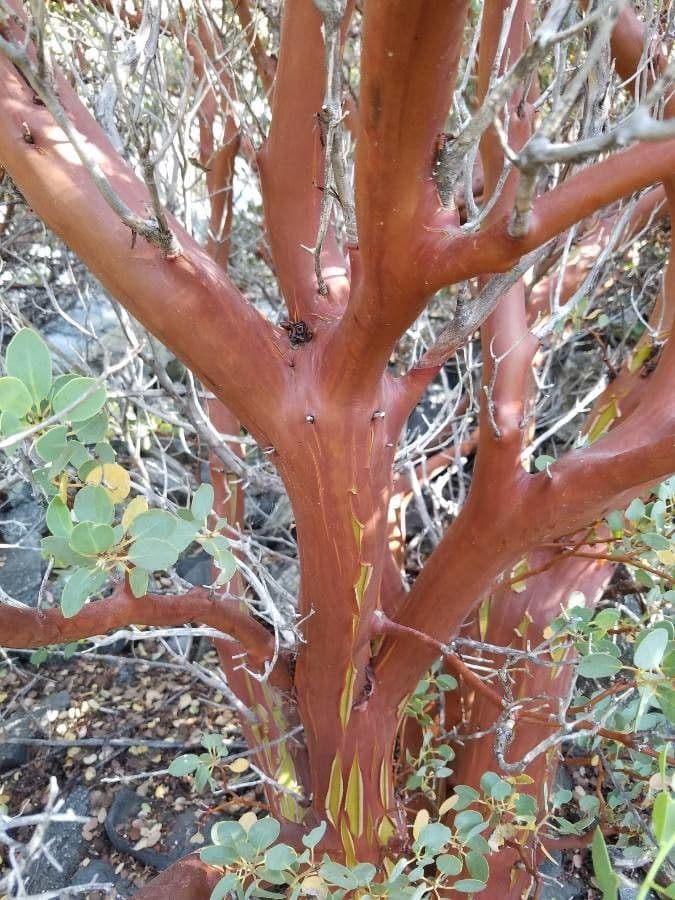 Arbutus patula 23