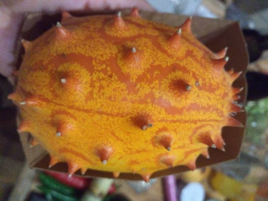 Kiwano 4