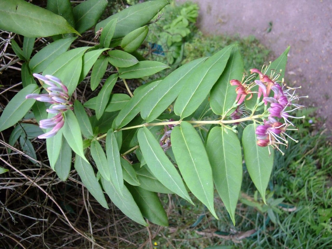 Caprifoglio acuminato 16