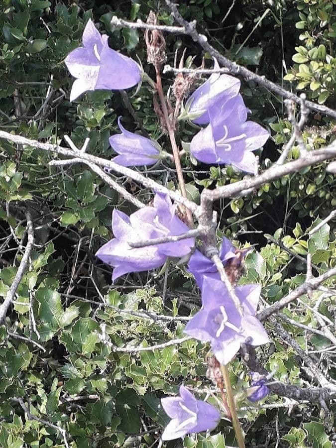 Campanilla 7