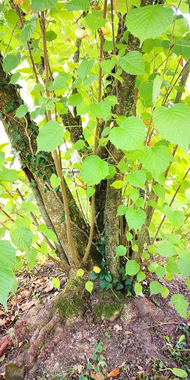 Euptelea polyandra 5