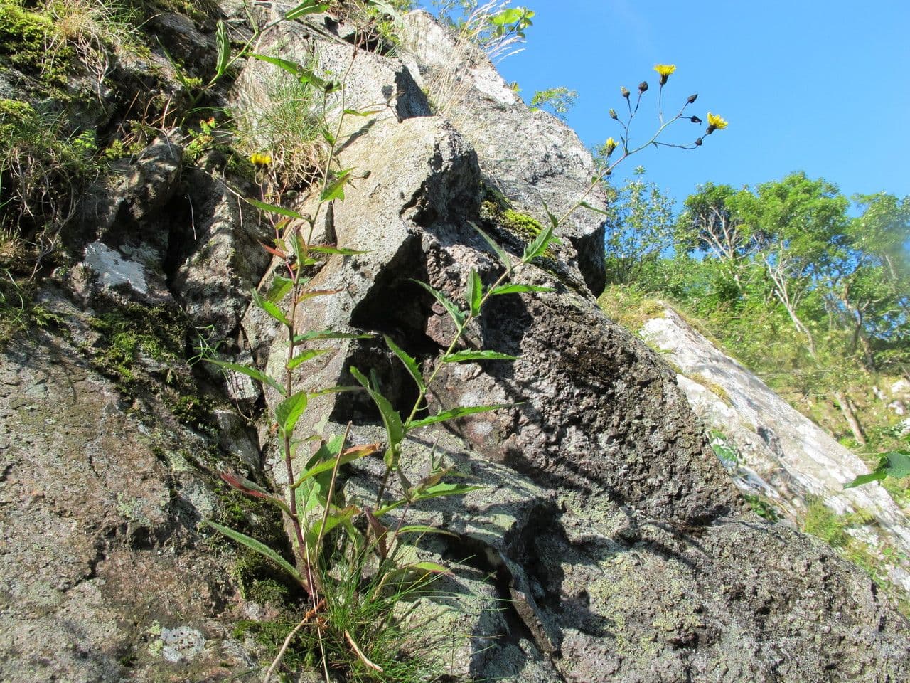 Jastřabník