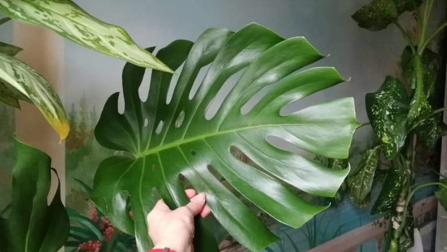 Monstera lahodná 16