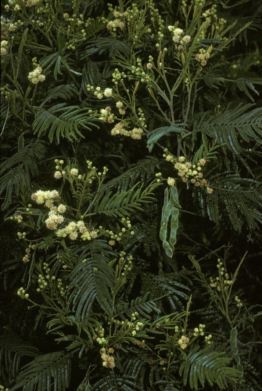 Grüne Wattle 5