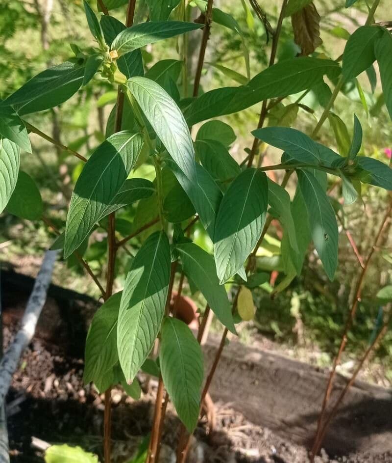 Peruvian primrose-willow 12