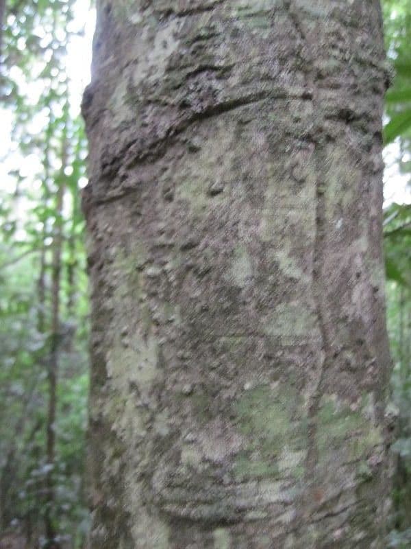 Leptobalanus 11