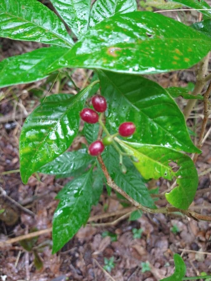 Psychotria nervosa 4
