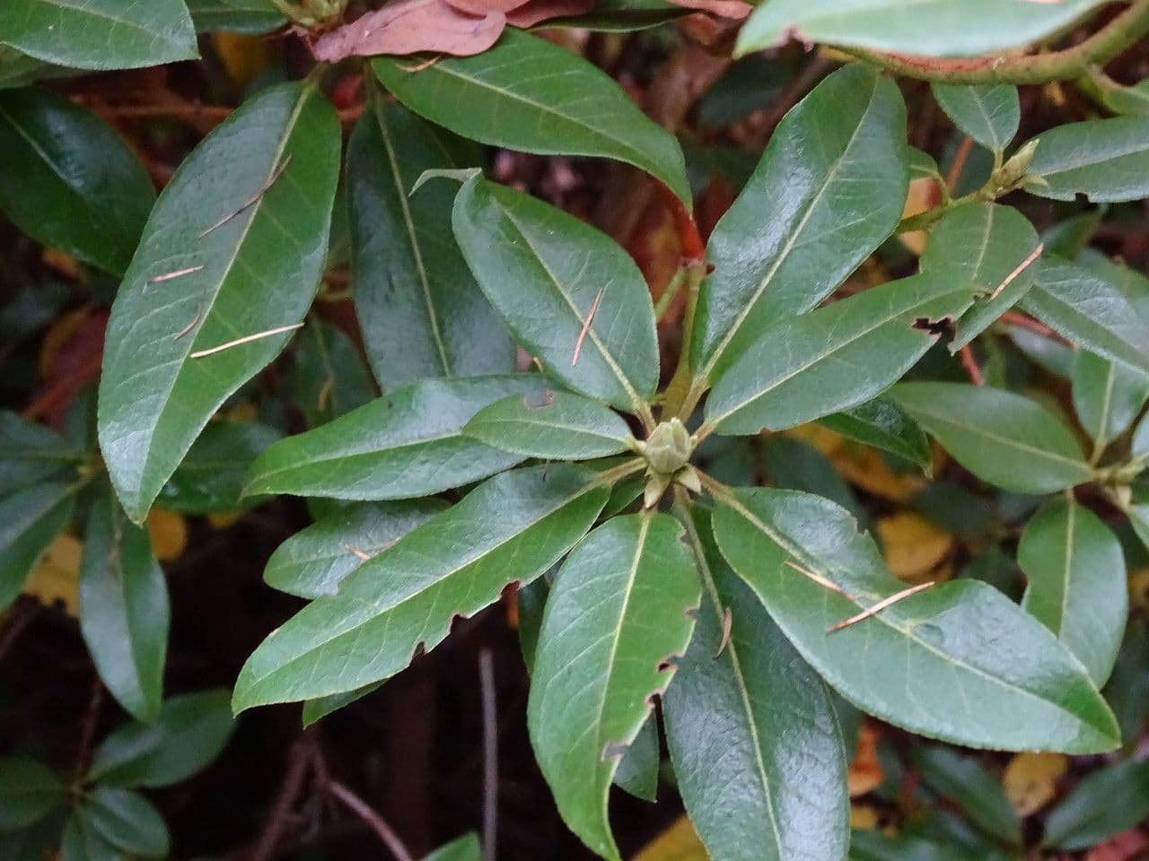 Rododendro 11