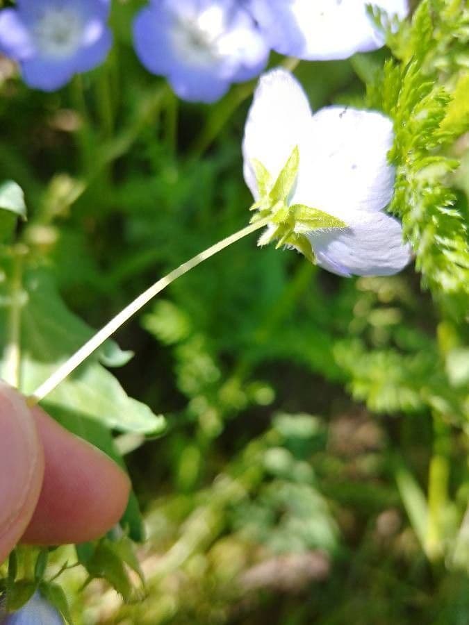 Nemophila 16