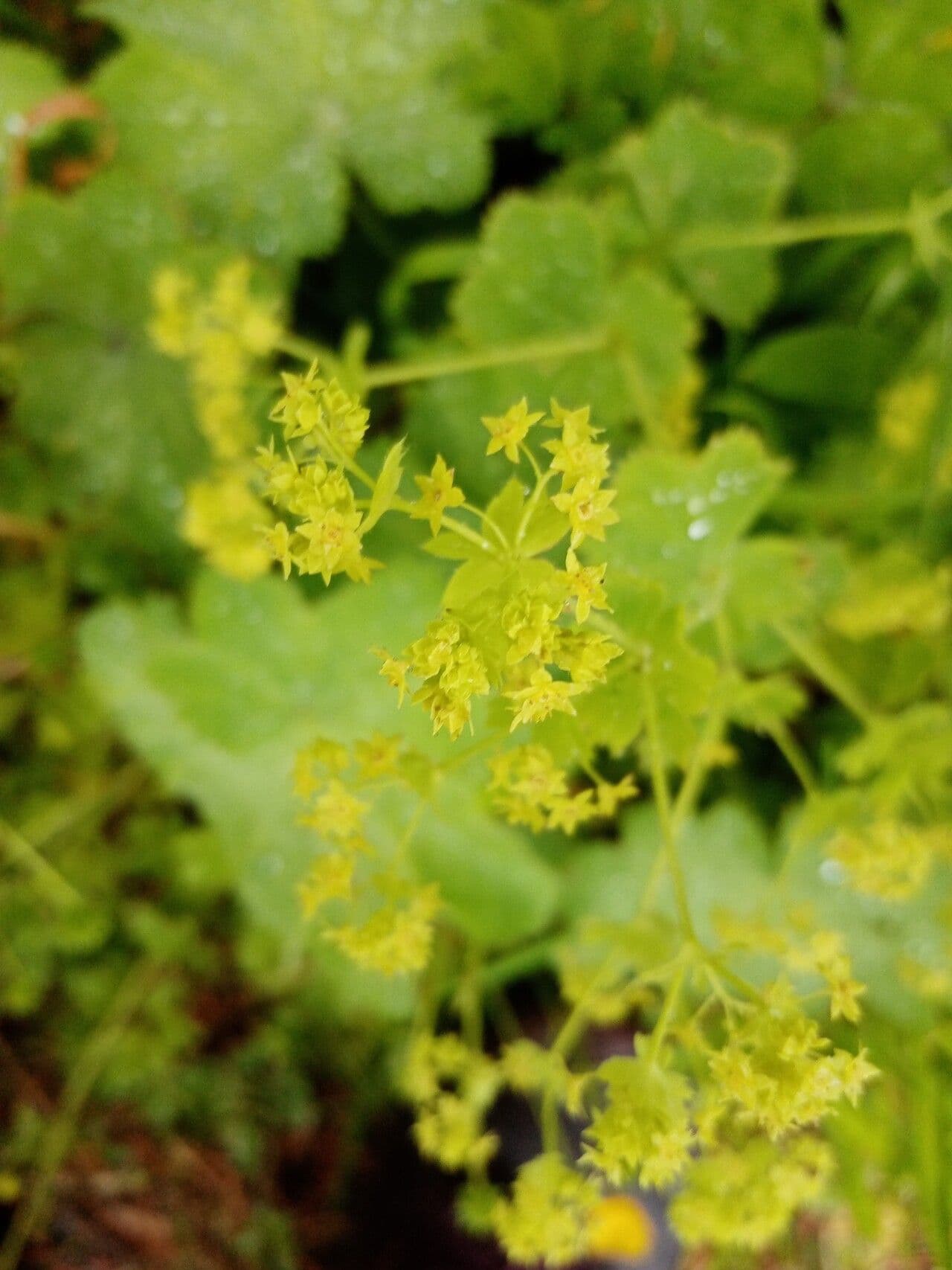 Alchemilla coriacea 3