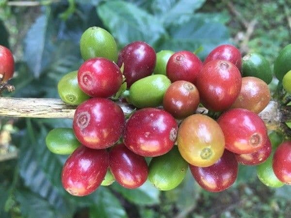 Caffè arabico 3