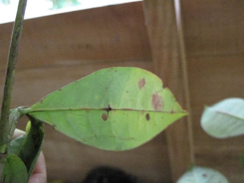 Byrsonima 8
