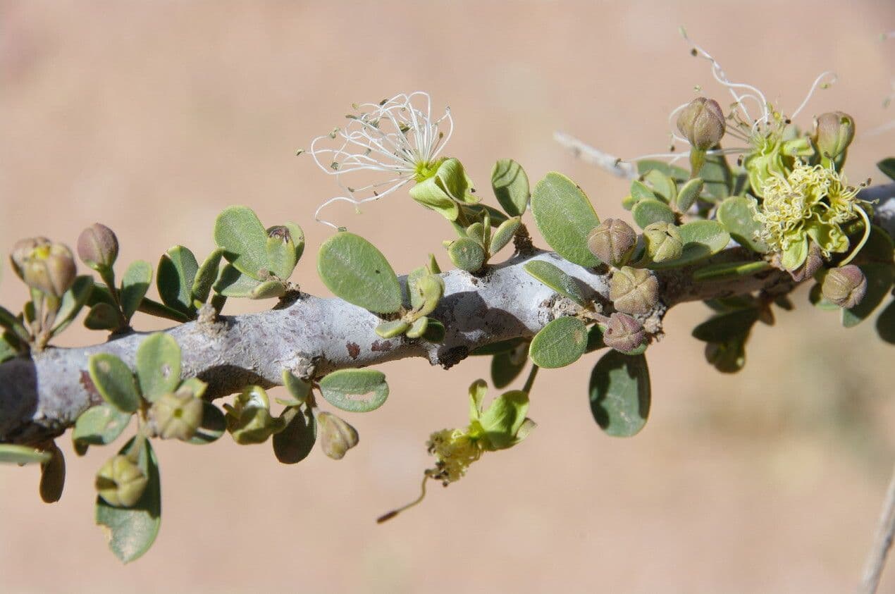 Dickblättrige Maerua 28
