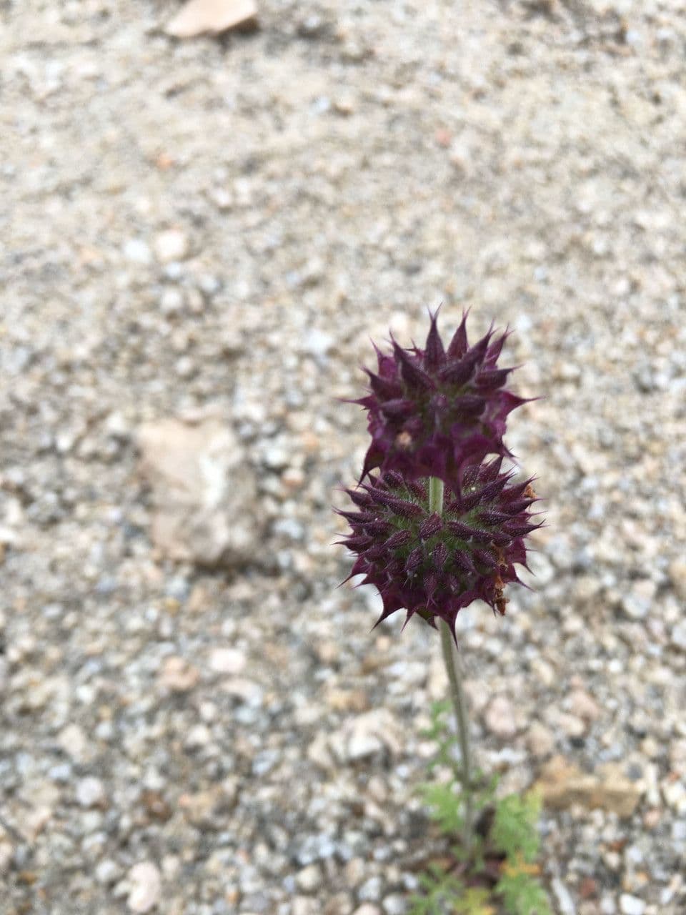 Salvia columbariae 5