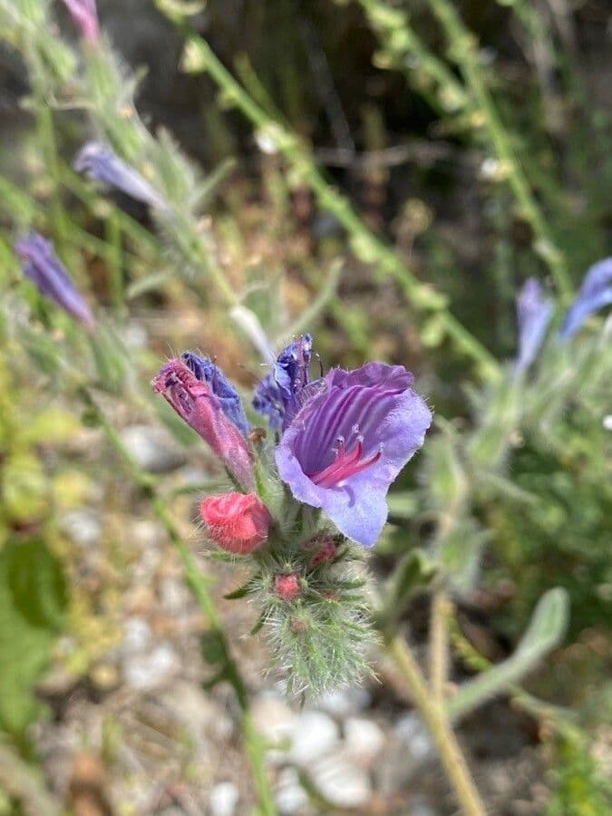 Echium 2