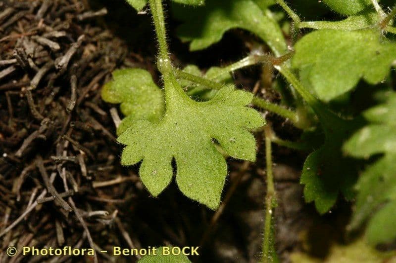 Steinbrech 14
