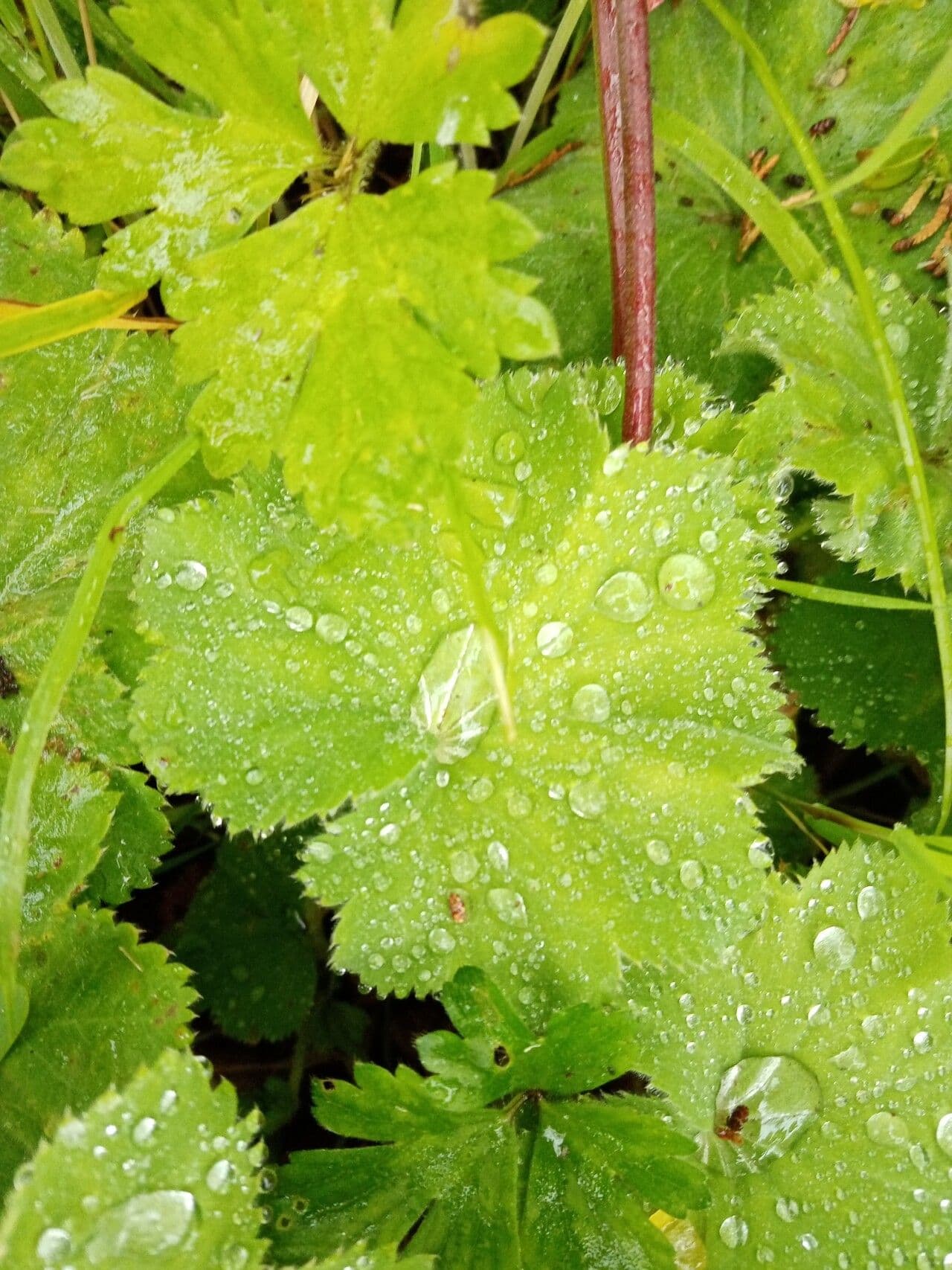 Alchemilla coriacea 11