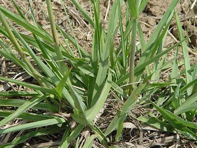 Urville-Paspalum 14