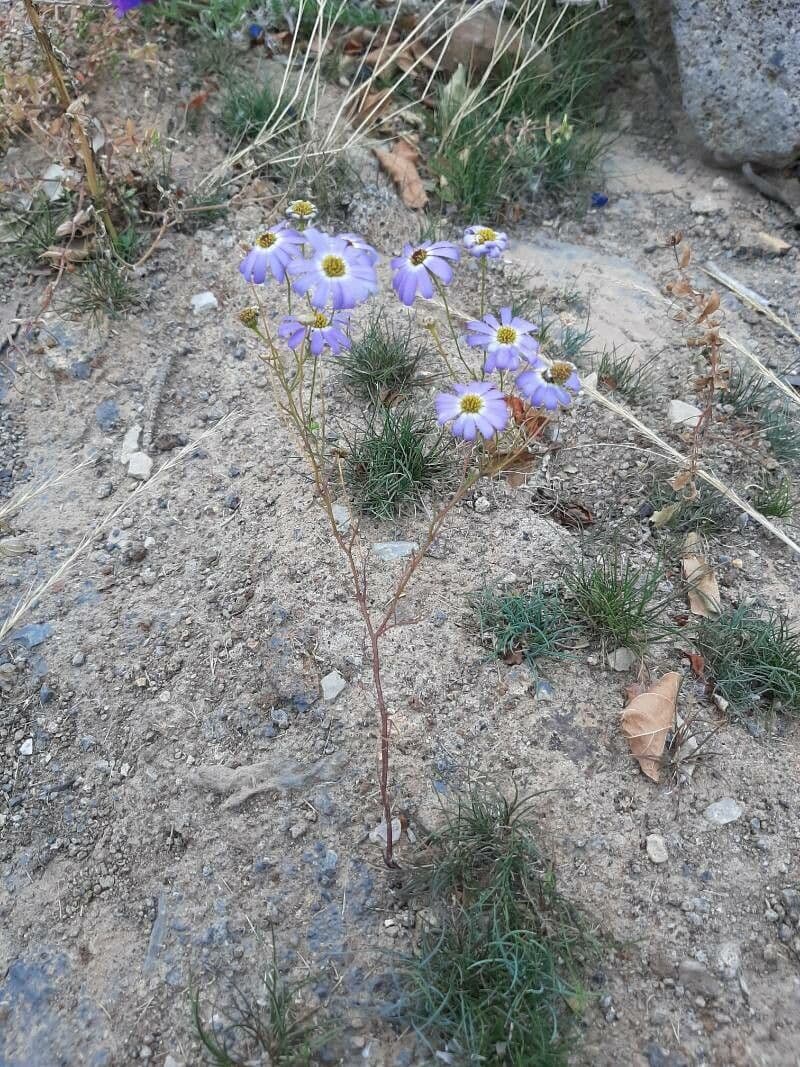 Brachyscome 6