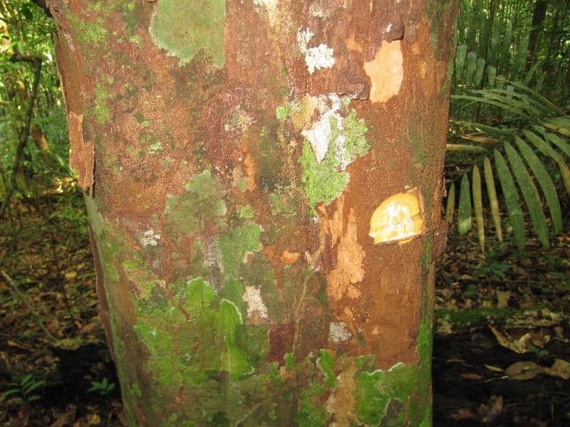 Chrysophyllum 15