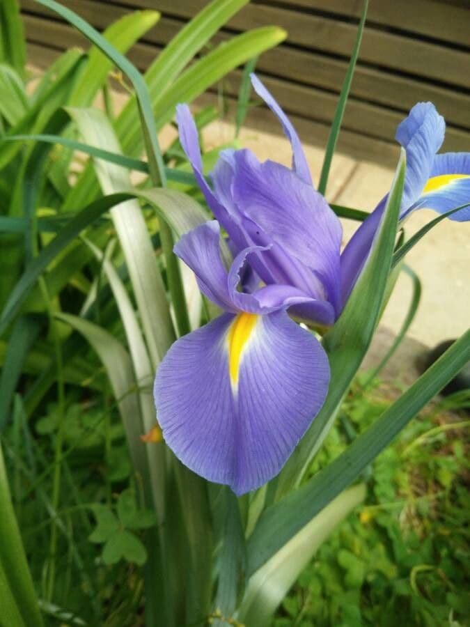 Iris xiphium 9