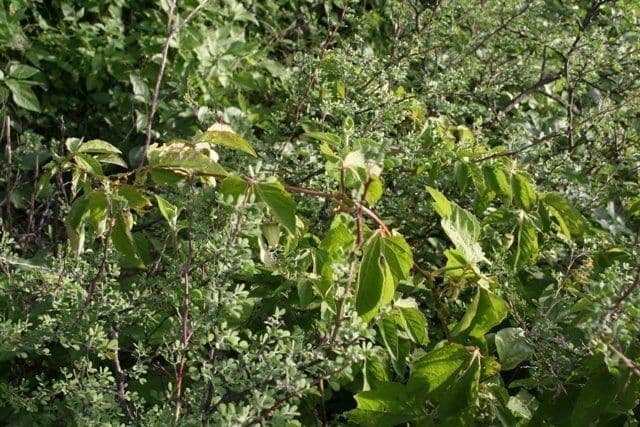Passiflora 3