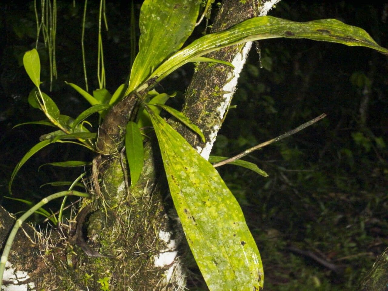 Catasetum maculato 21