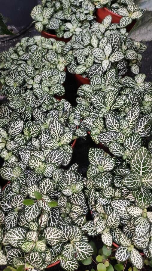 Fittonia 8