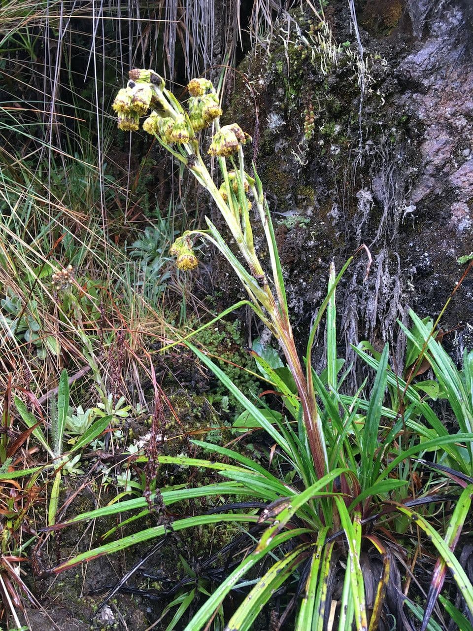 Senecio 7