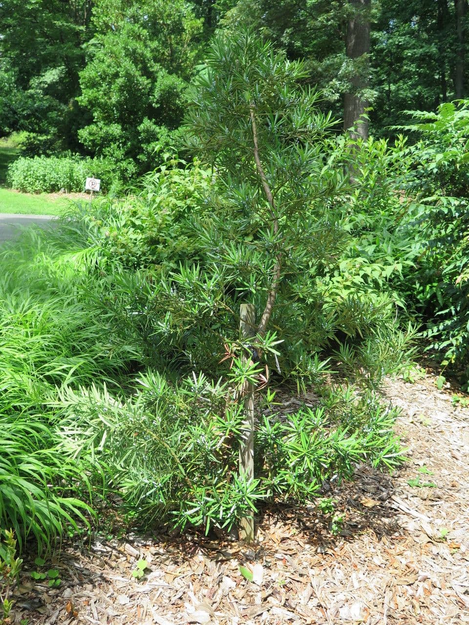 Podocarpus macrophyllus 14