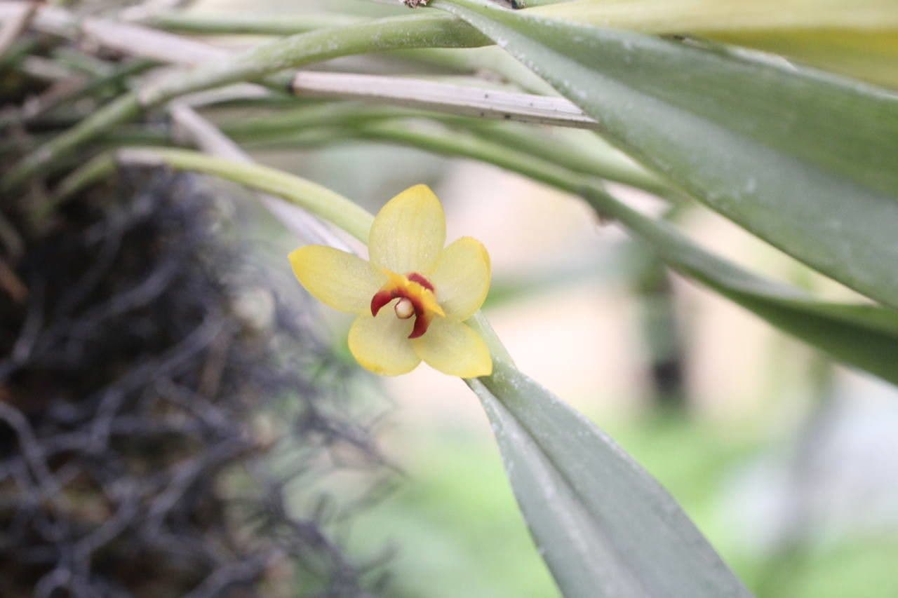 Octomeria 4