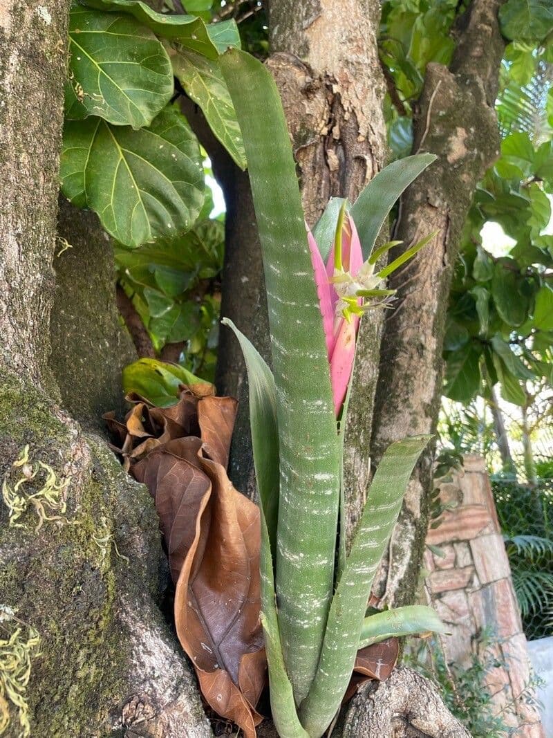 Billbergia 7